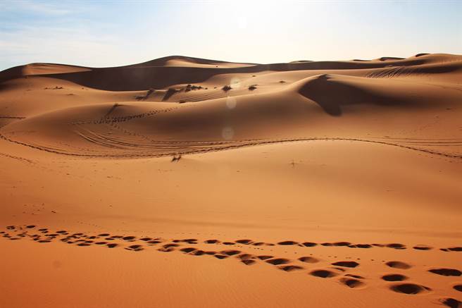 骆驼群里混进“间谍”，暴露位置引来猎手*杀屠**，4年已经被灭16万