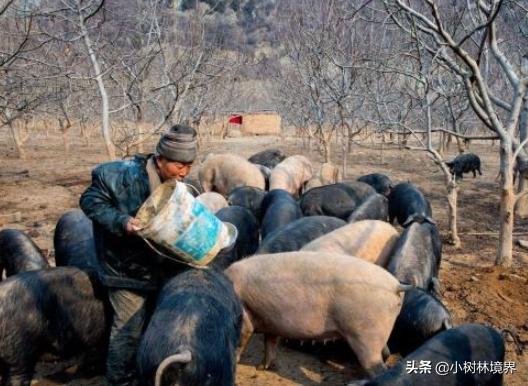 猪来穷狗来富猫来盖白布有依据吗,民间讲的狗来穷猫来富猪来是什么