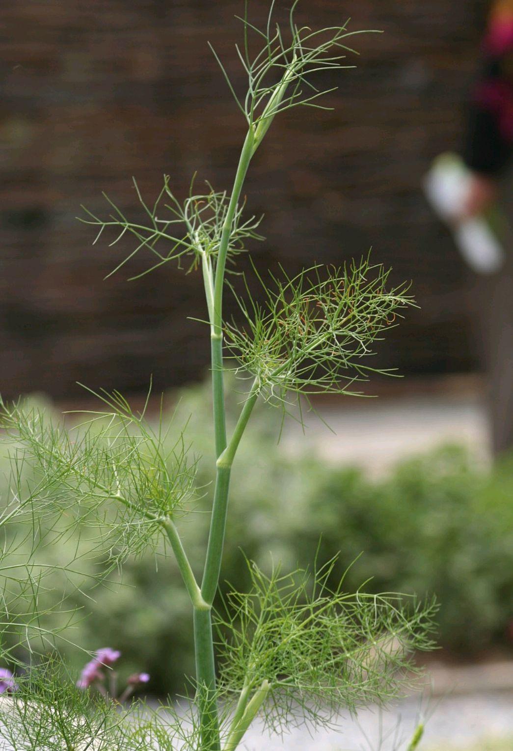 十种大白菜馅饺子,饺子是很多人都喜欢的美食