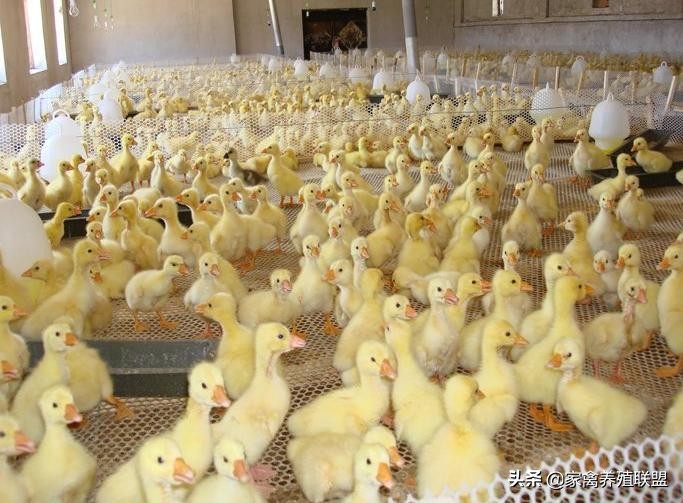 养鹅行情不好怎么改变,今年鹅价格最新行情