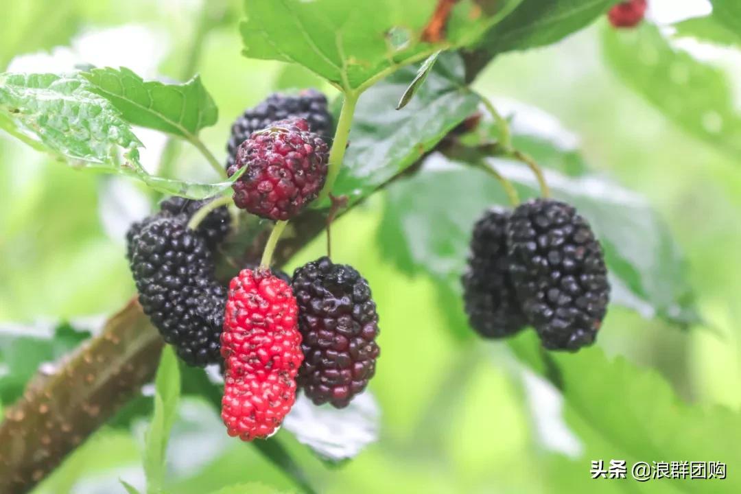 四季果桑有几个品种,新手种果桑哪个品种最好