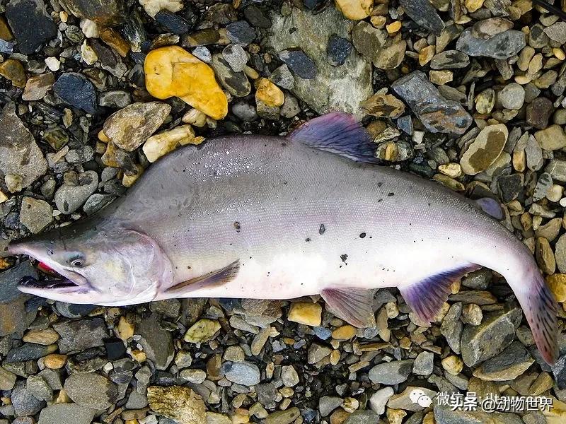 三文鱼是怎样的鱼,三文鱼冷冻后还可以生吃吗