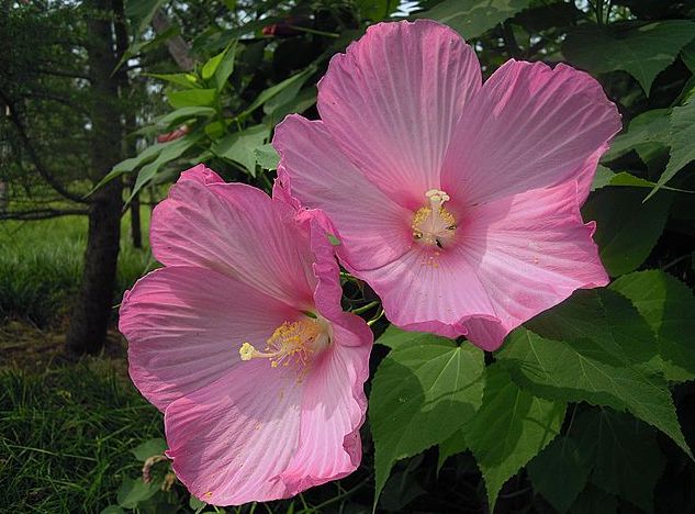 4种花超级好养活全年开花不断,花期长又好养的矮种花