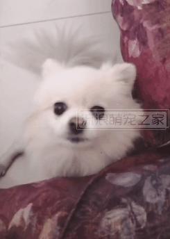 繁殖犬悲惨的下场,一只繁殖犬的悲惨生活