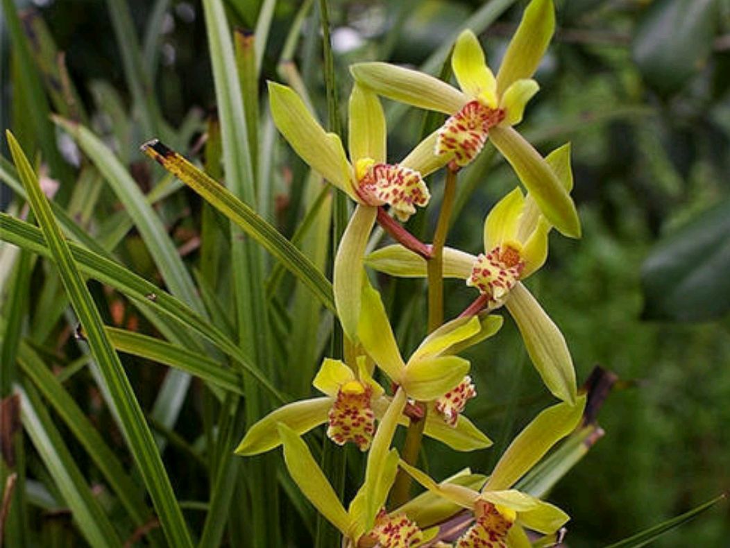 蕙兰干瘪腐烂怎么办,大花蕙兰消苞怎么处理