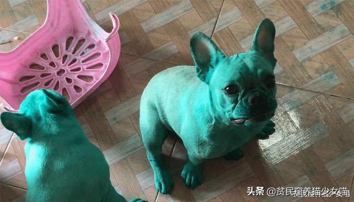 哎呀妈呀,法斗绿了,绿得好均匀,这就是宠物界的绿巨人?