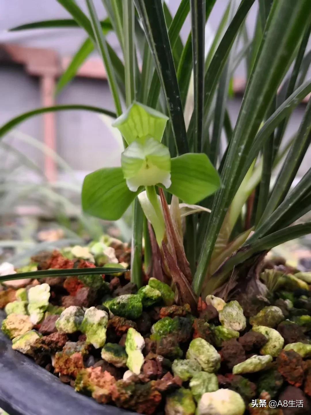 春兰张荷素兰花介绍,每日一品中国兰花春兰