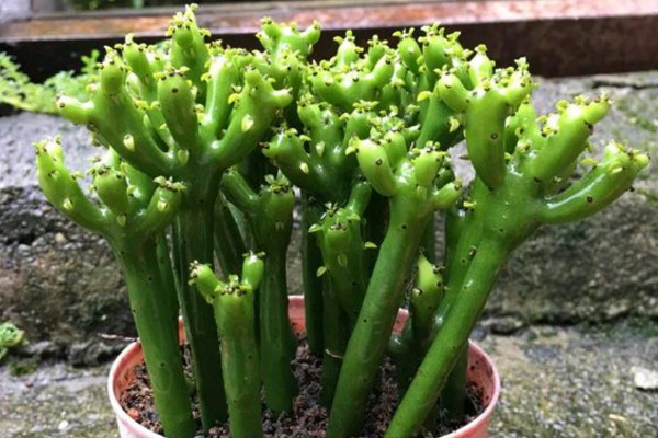 光棍树怎么养好看,光棍树怎么养好看视频