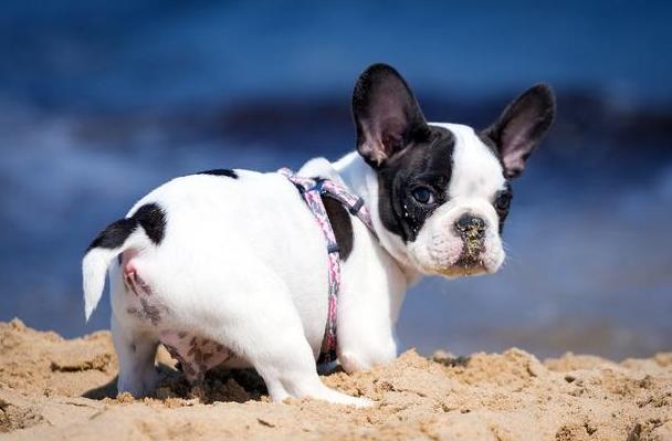 法牛为什么那么会放屁,法牛放屁严重么