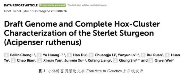 华大海洋合作发表全球首个鲟鱼基因组草图