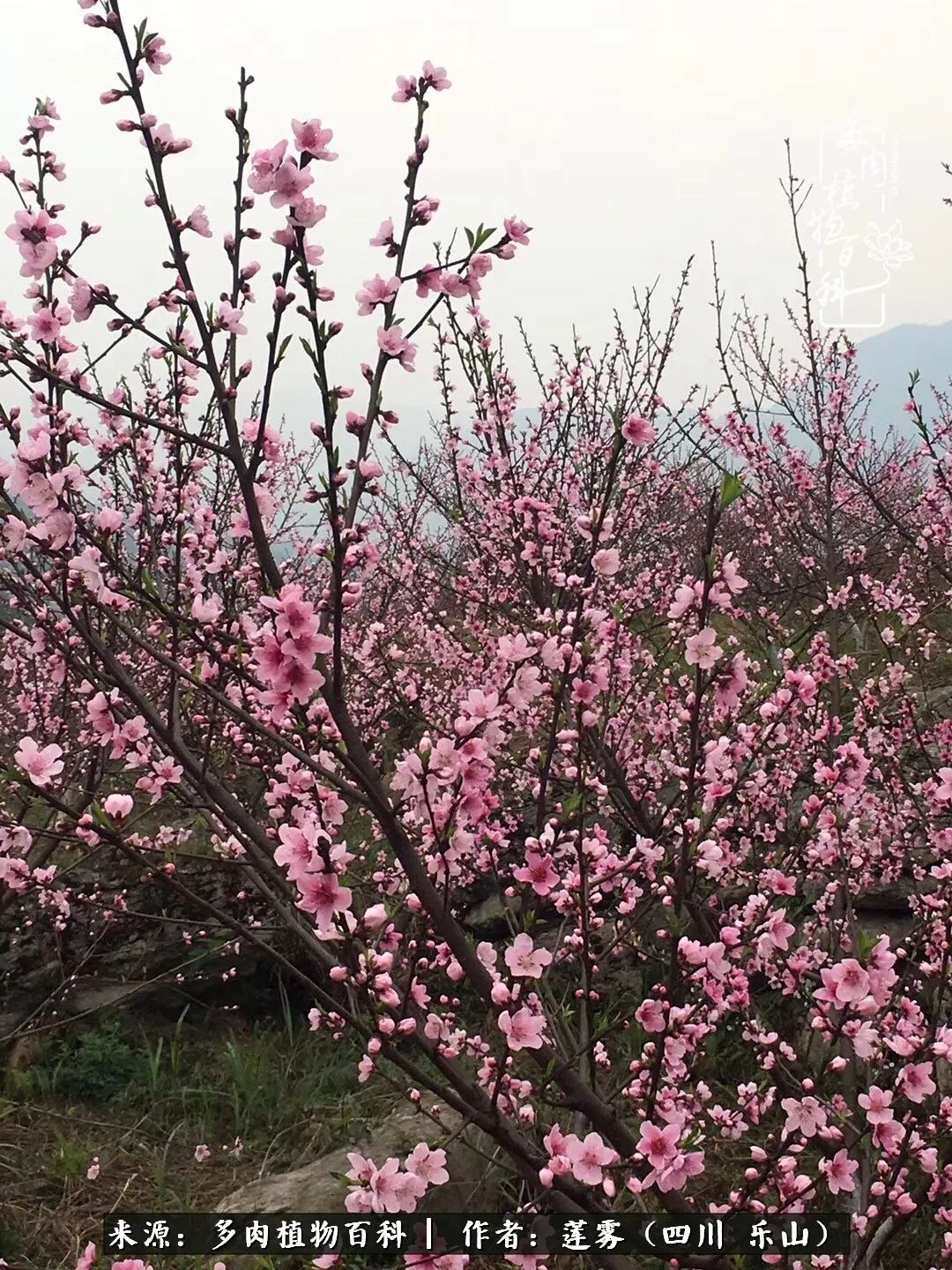 治愈系多肉精灵,初冬携一抹暖阳与多肉相伴