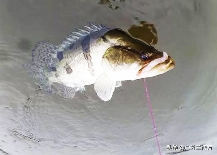 钓鱼人常见的几种鱼,钓鱼人最怕碰到的七种鱼