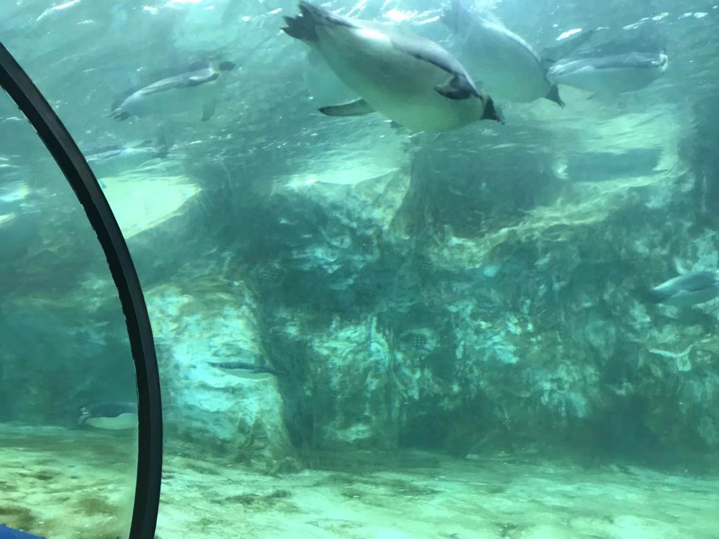 珠海长隆海洋王国亲子攻略2岁,亲子珠海长隆海洋王国一日游攻略