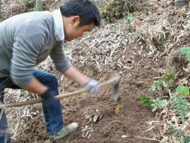 下个月，农村山里的冬笋就可以吃了，冬笋炒老鼠干吃过吗？