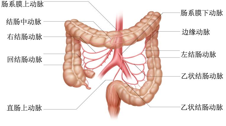 大肠是什么样的,大肠是什么梗