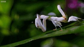 只要19.9元!3000+昆虫萌宠来袭!首届昆虫萌宠主题沉浸展空降武汉
