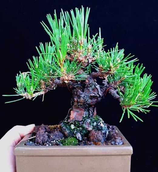 荣冠黑松是什么品种,常见黑松造型