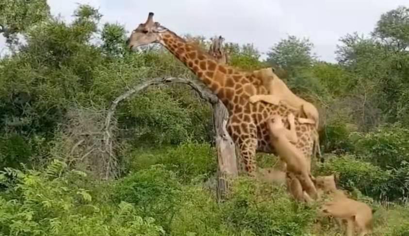 十大珍稀皮料,珍稀皮革