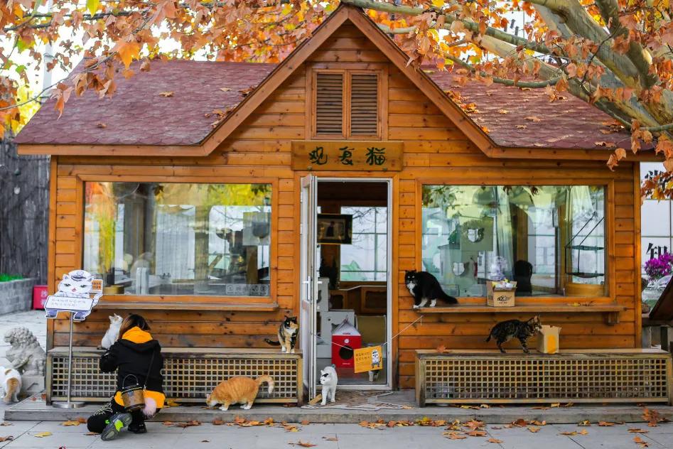 找领养新成员|你好呀，铲屎官