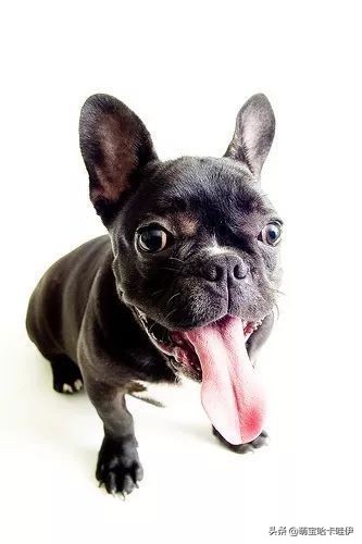 狗的舌头都有什么东西,狗狗舌头的秘密居然有7个