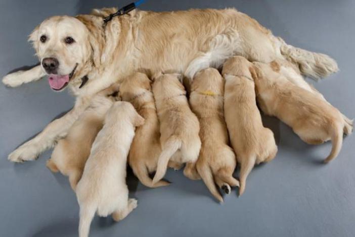 狗狗吃鸡肝的危害有哪些症状,狗狗经常吃鸡肝有什么危害
