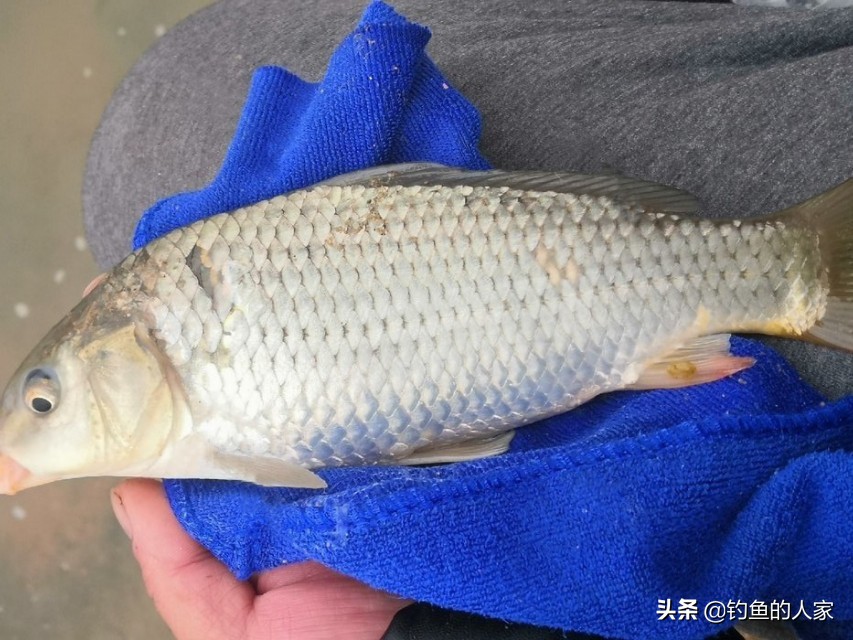 野河武昌鱼怎么钓,秋季武昌鱼钓法