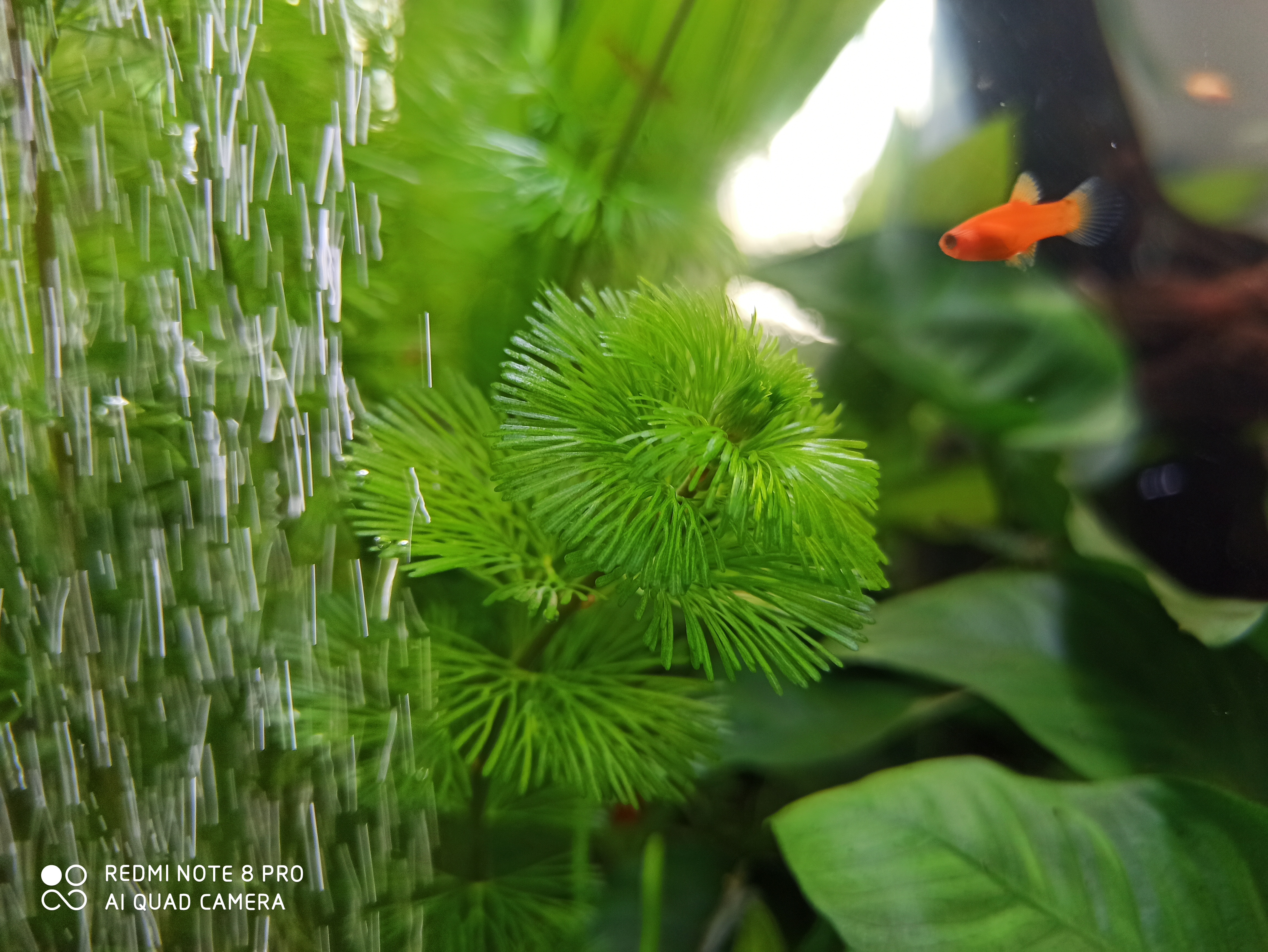 鱼缸水出现大量的泡沫是怎么处理,鱼缸水面有泡沫水质粘稠