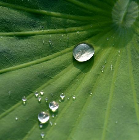 小荷才露尖尖角,早有蜻蜓立上头,蜻蜓在你心中是什么的象征