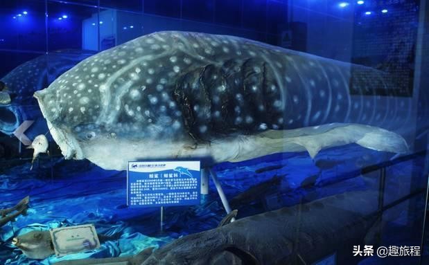 开年特惠仅需89.9元，畅游小梅沙海洋世界门票，,快抢啊!