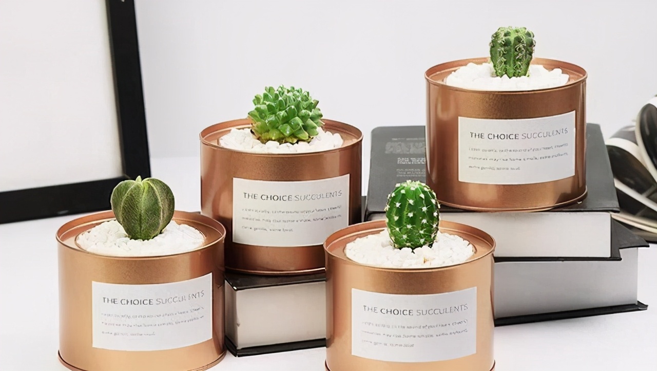 办公室室内盆栽品种有哪些,办公室寓意最好的十大盆栽