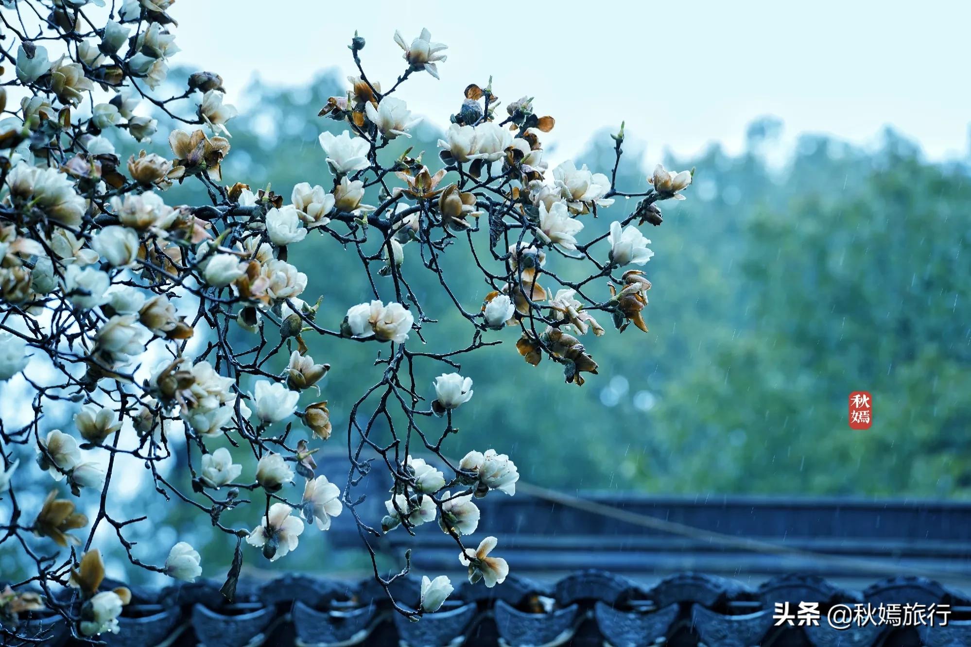 雨中赏樱别有意境,雨中赏玉兰美句