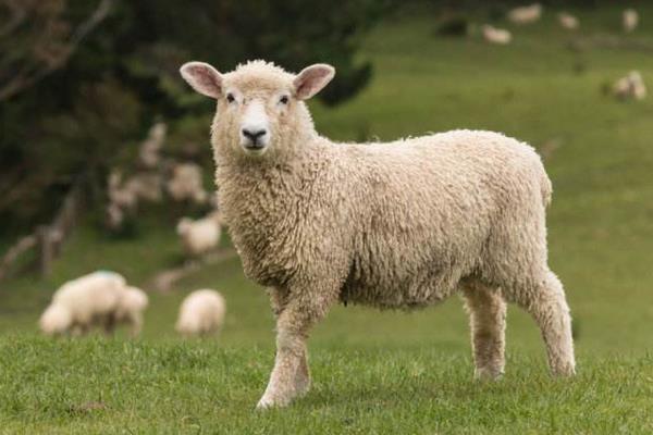 敌百水族杀虫剂使用方法,敌百杀虫剂使用方法