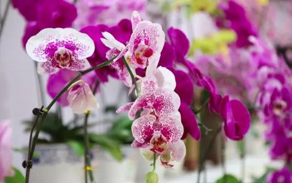 书桌植物摆放风水禁忌,千万不要在家里摆放这些植物