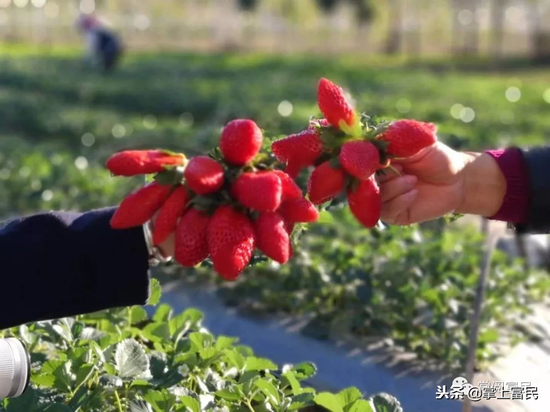 家乡是我们成长的沃土,家乡是生养我们的地方