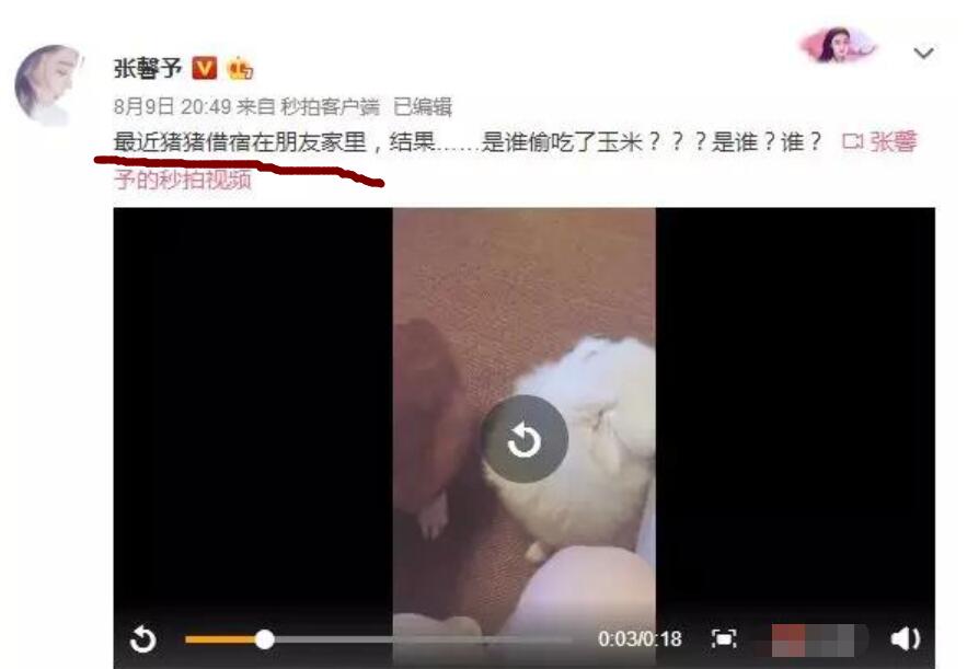 张馨予和范冰冰现状,张馨予范冰冰在一起了吗