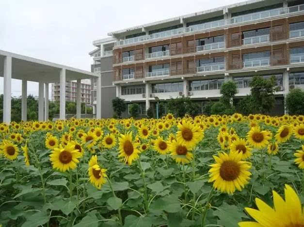 向日葵自由的象征,向日葵是阳光的象征