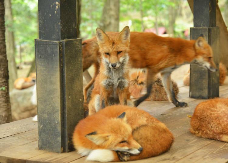 日本藏王狐狸村旅游,藏王狐狸村在哪里