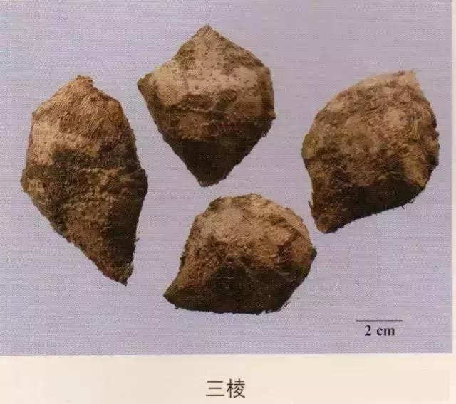 中药材图片大全大图带药名,200多味中药材图谱带图