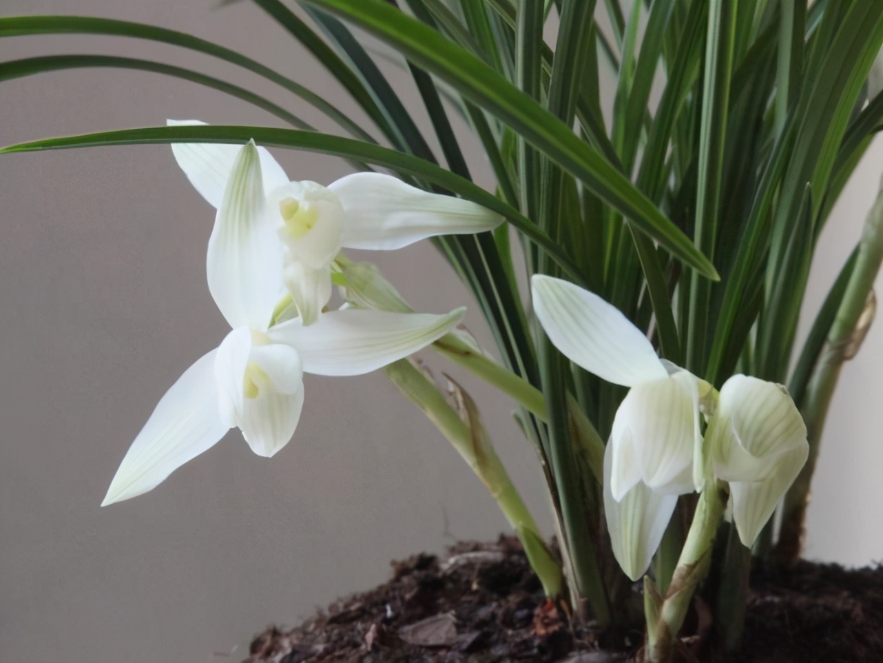 大理云龙县莲瓣兰,莲瓣兰滇西红缘