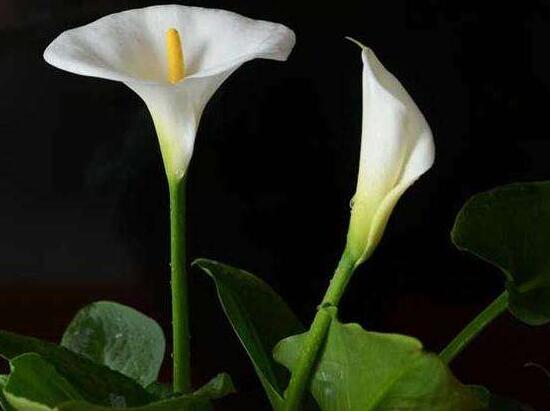 马蹄莲怎么浇水才会活,马蹄莲每天浇水的正确方法