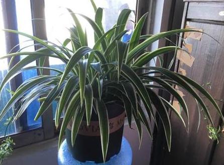 炎热夏季金边吊兰怎么养,金边吊兰盆栽怎样养护和注意事项