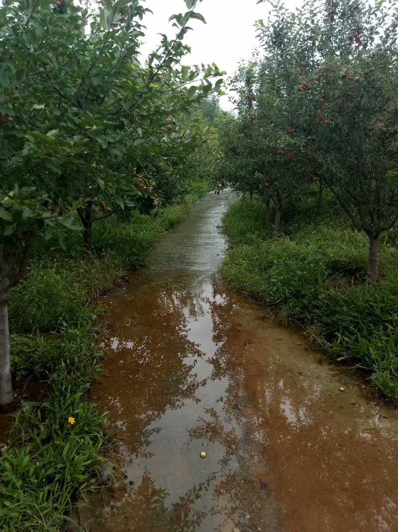 秋天的杨府山公园,秋天的泉山森林公园