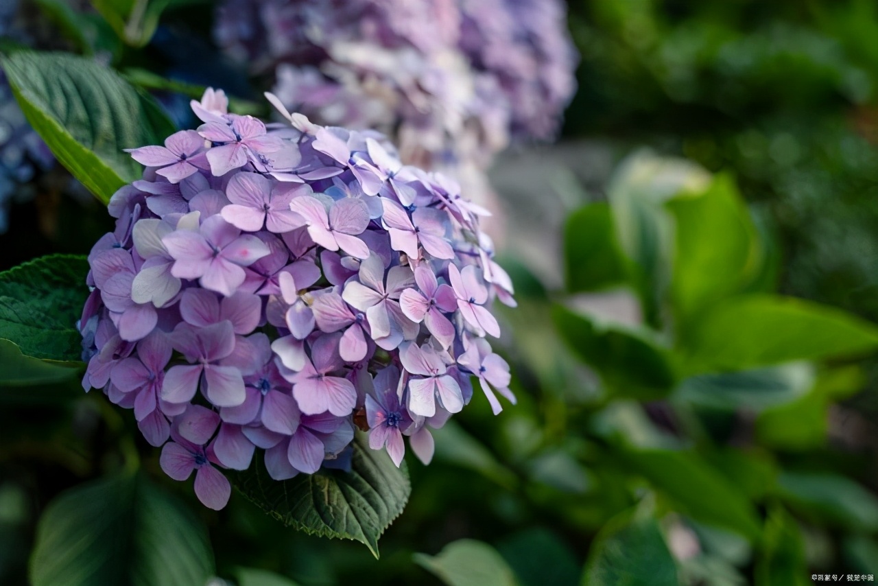 绣球花叶子发黄是怎么回事,绣球花施肥后生长停滞叶片发黄