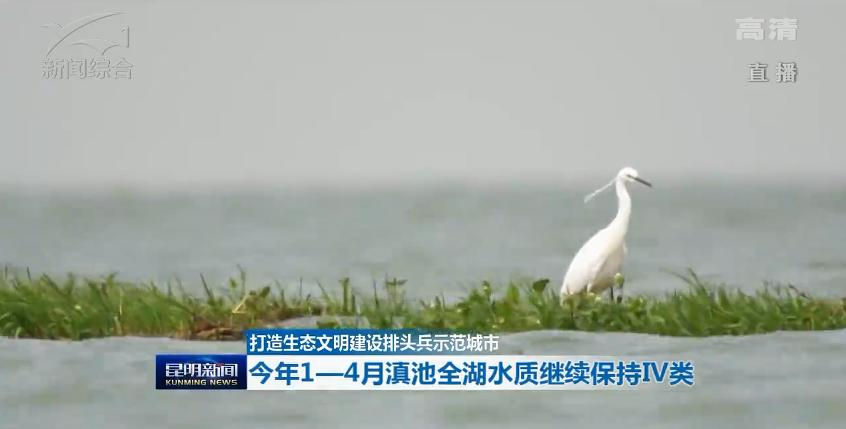 滇池昆明湖,昆明滇池的鱼现在怎么样了