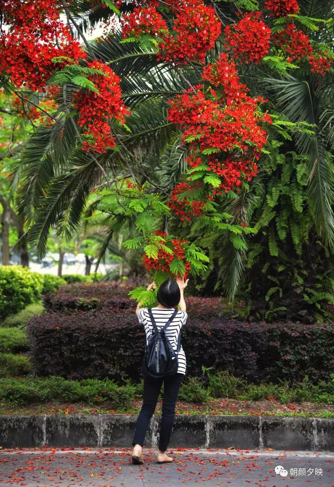 凤凰浴火时,盛夏晚晴天
