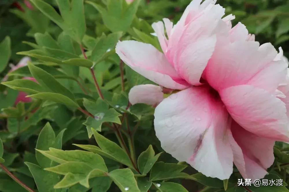 易县狼牙山小火车,河北保定易县火车