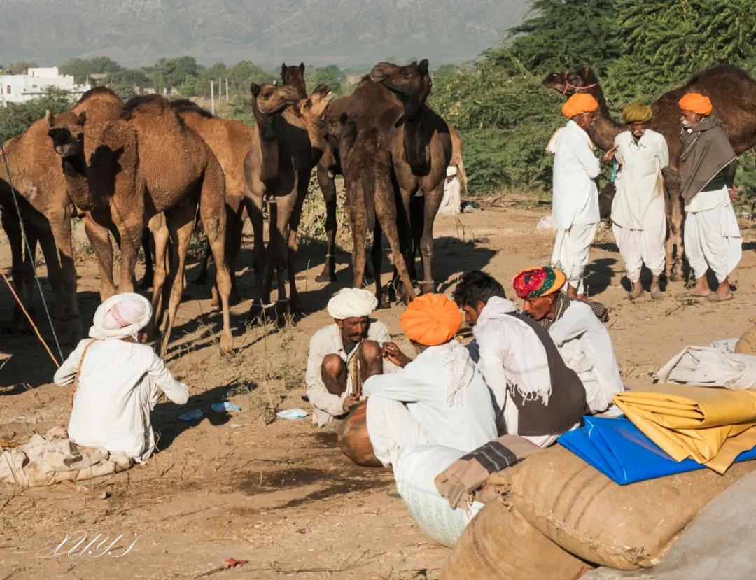 津门网徐屹：印度骆驼节上的人们（上）