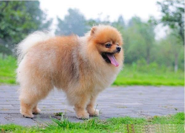 博美有必要穿鞋吗,博美不愿意穿衣服怎么办