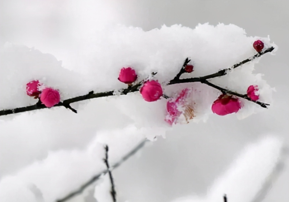 描写瑞雪兆丰年诗句集锦,瑞雪兆丰年的唯美诗句有哪些