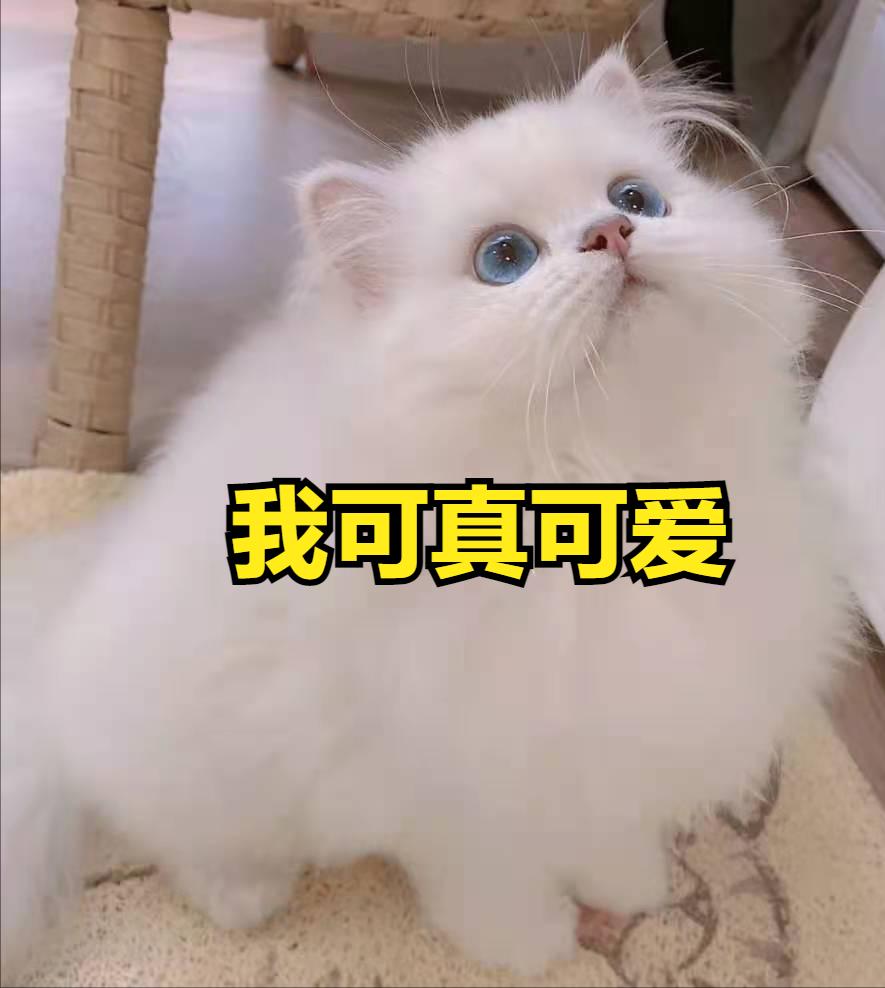 养猫人过年回家应该准备些什么,养猫前需要买些什么